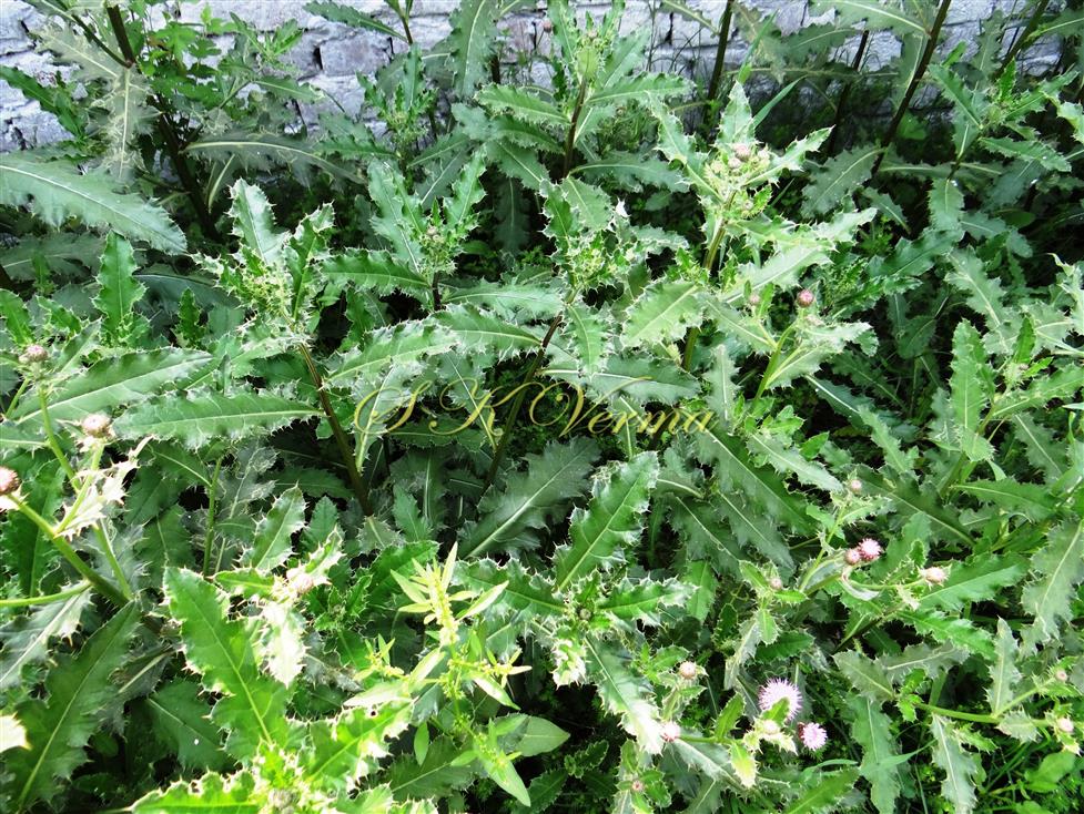  Plants